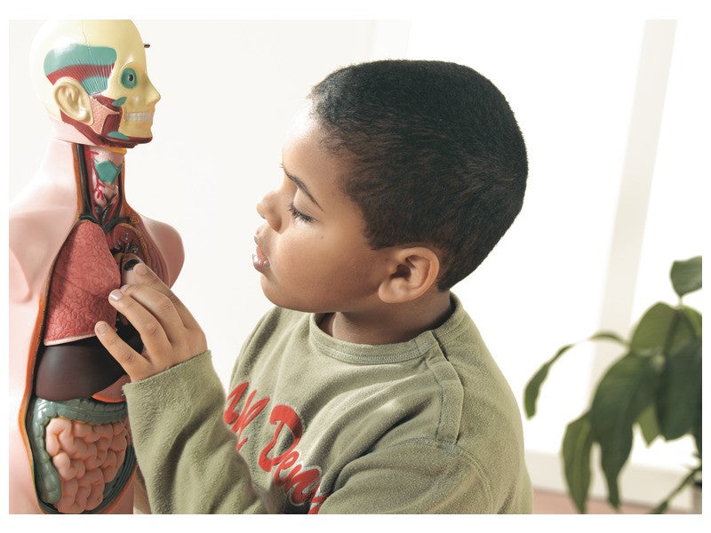 Lidké tělo - anatomie