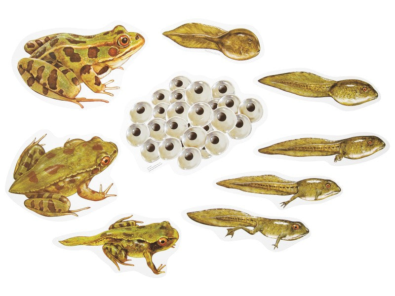 Životní cyklus žáby