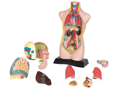 Lidké tělo - anatomie
