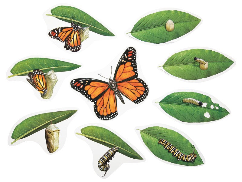 Životní cyklus motýl